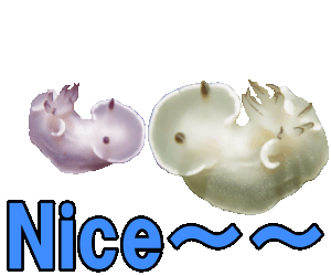 Pan Pan